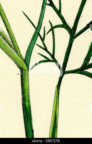 Une vue rapprochée de tiges vertes fraîches qui s'entrelacent, mettant en valeur des branches délicates avec des nuances de vert variées, mettant en évidence leurs textures et formes uniques sur un fond doux et neutre., deux tiges vertes minces avec des branches délicates s'étendent vers le haut, sur un fond doux et circulaire qui améliore leur teinte vibrante. La composition globale souligne l'élégance et la simplicité des formes naturelles. Art classique avec une touche moderne réinventé par Artotop, transformé Foeniculum vulgare fenouil commun, art classique avec une touche moderne réinventé par Artotop Banque D'Images