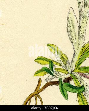 Une illustration délicate d'une plante à fleurs avec des feuilles minces et des textures complexes, mettant en valeur la beauté de l'art botanique., Une illustration botanique délicate met en valeur des feuilles vertes éclatantes qui germent de branches minces, entourées de tons doux et naturels qui mettent en évidence les détails complexes de la structure de la plante. Art classique avec une touche moderne réinventé par Artotop, transformé Gnaphalium Dioicum Var. Genuinum Mountain Everternal Var. A., Art classique avec une touche moderne réinventée par Artotop Banque D'Images