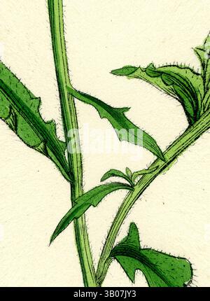 Une vue rapprochée d'une tige de plante met en valeur ses feuilles et épines vertes texturées, mettant en évidence les détails complexes de la conception de la nature., Une illustration détaillée d'une tige de plante verte présentant des feuilles pointues et dentelées, élégamment positionnées dans un cadre circulaire. Art classique avec une touche moderne réinventé par Artotop, transformé Centaurea Aspera Rough Star-Thistle, art classique avec une touche moderne réinventé par Artotop Banque D'Images