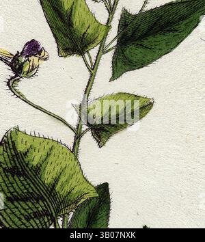 Une illustration détaillée d'une tige de plante verte, avec de larges feuilles et un délicat bourgeon de fleur violet, mettant en valeur des textures complexes et des éléments naturels., Une illustration détaillée d'une plante grimpante avec des feuilles vertes luxuriantes et des bourgeons violets délicats, élégamment disposés dans un cadre circulaire. Art classique avec une touche moderne réinventé par Artotop, transformé Linaria Elatine Sharp-Leaved Fluellin, art classique avec une touche moderne réinventé par Artotop Banque D'Images