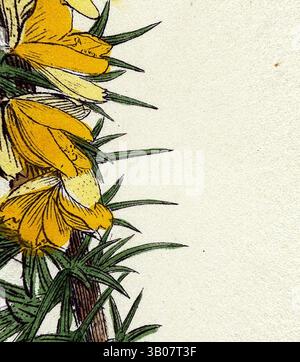Un amas de fleurs jaunes aux pétales vibrants est niché au milieu de feuilles vertes fines, créant un contraste saisissant sur un fond pâle. Les détails délicats des fleurs et du feuillage évoquent un sentiment de beauté naturelle et de tranquillité., Un délicat groupe de fleurs jaune vif accompagné d'épines vertes vives, mettant en valeur la beauté des contrastes de la nature. Art classique avec une touche moderne réinventé par Artotop, transformé Ulex eu-nanus Dwarf Furze, art classique avec une touche moderne réinventé par Artotop Banque D'Images