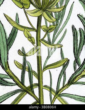 Une illustration détaillée d'une plante avec des feuilles vertes allongées et des tiges minces, mettant en valeur sa structure complexe et sa beauté naturelle., Une illustration botanique détaillée avec des tiges vertes minces ornées de petits bourgeons et de feuilles délicates, le tout disposé dans une composition circulaire. Art classique avec une touche moderne réinventé par Artotop, transformé Euphorbia cyparissias Cyprus Spurge, art classique avec une touche moderne réinventé par Artotop Banque D'Images