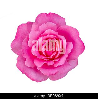 Fresh Beautiful Pink Rose isolé sur un fond blanc. Rose fleur de rose avec masque de coupe. Banque D'Images