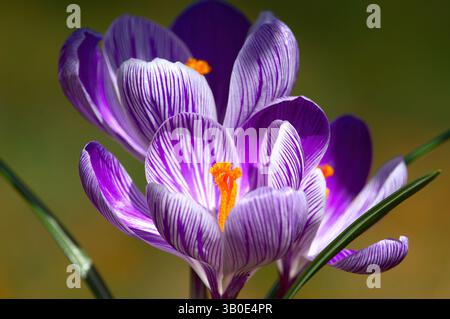 Crocus hollandais (Crocus vernus) - Crocus rayé violet et blanc - floraison printanière. Banque D'Images