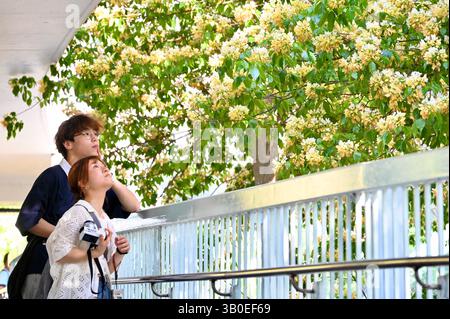 Hong Kong, Chine.23 avril 2025. Les piétons apprécient la floraison des fleurs de Crateva Unilocularis le 23 avril 2025 à Hong Kong, en Chine. Crédit : Li Zhihua/China News Service/Alamy Live News Banque D'Images