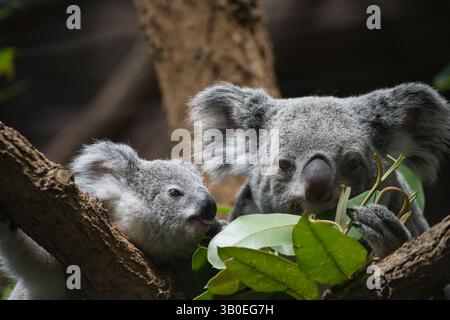 Deux koalas, un adulte et un juvénile, sont assis parmi les branches d'arbres et les feuilles d'eucalyptus. Le juvénile regarde attentivement l'adulte. Banque D'Images