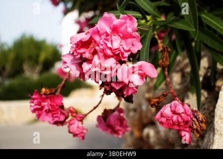 Double Oleander rose (Nerium oleander) à côté d'un mur de pierre sèche à Minorque Banque D'Images