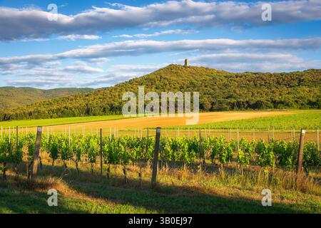 Vignobles Bolgheri à Castagneto Carducci et la tour médiévale Donoratico ou l'ancien château en ruine sur la colline. Alta Maremma, province de Livourne, Toscane Banque D'Images