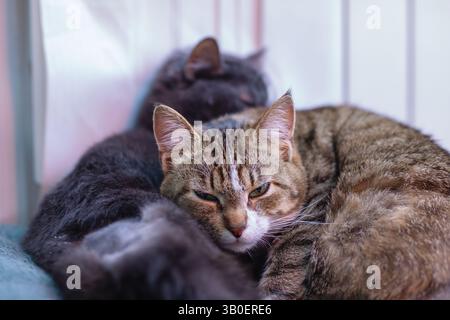 Deux chats moelleux sont calmement allongés l'un sur l'autre sur un canapé confortable, profitant de leur temps ensemble dans l'ambiance chaleureuse du salon Banque D'Images