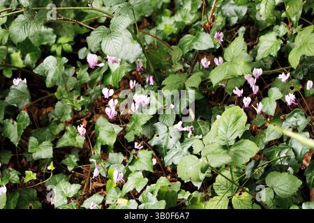 Fleurs et feuilles de Cyclamen cilicium isolées sur un fond vert naturel dans le Devon, Royaume-Uni Banque D'Images