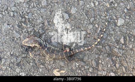 Eau morte moniteur lézard accident de voiture sur la rue Bekasi Indonésie sang pauvre jeune bébé animal dange Banque D'Images