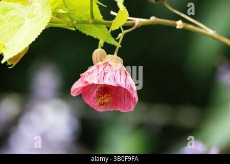 Érable à fleurs Redvein ou fleur de lanterne chinoise (Abutilon pictum) isolée sur un fond vert naturel Banque D'Images