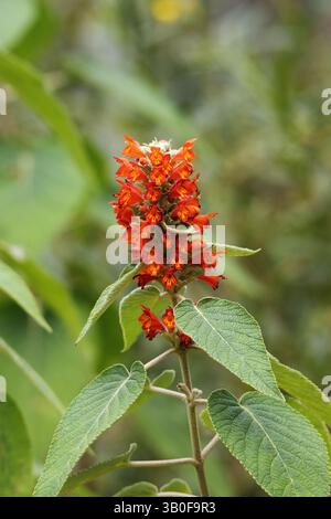 Fleurs de colquhounia à fleurs écarlate ou d'arbuste à la menthe de l'Himalaya (Colquhounia coccinea) isolées sur un fond vert naturel Banque D'Images