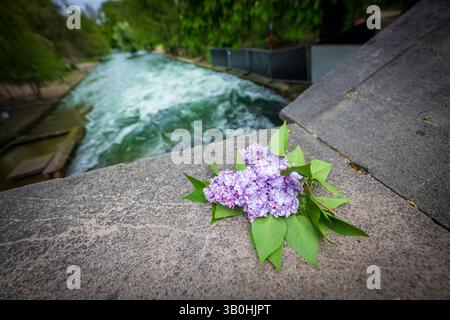 Munich, Allemagne. 24 avril 2025. Un buisson lilas se trouve sur une balustrade de pont au-dessus de la vague artificielle sur l'Eisbach. Un surfeur qui est tombé sur la vague d'Eisbach dans le jardin anglais il y a une semaine est mort à l'hôpital. Crédit : Peter Kneffel/dpa/Alamy Live News Banque D'Images