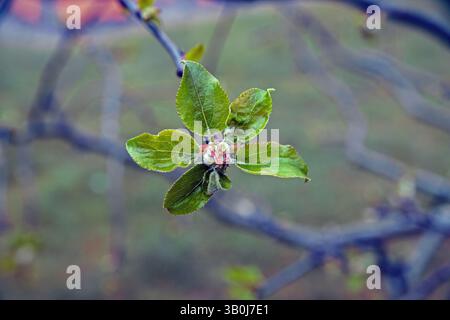 Bourgeons floraux avec des feuilles dans un pommier Banque D'Images