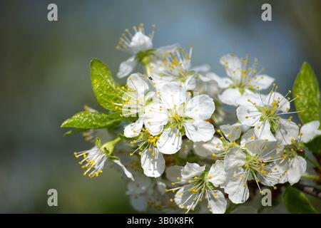 Gros plan d'une branche de fleur de prune, présentant de délicats pétales blancs et des étamines jaunes éclatantes. Capte l'essence du printemps. Banque D'Images