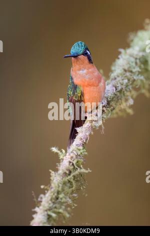 Femme White-Throated Mountain-Gem au Costa Rica Banque D'Images