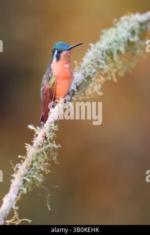 Femme White-Throated Mountain-Gem au Costa Rica Banque D'Images