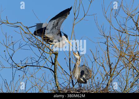 Héron gris (Ardea cinerea) assis sur le nid avec des poussins Banque D'Images