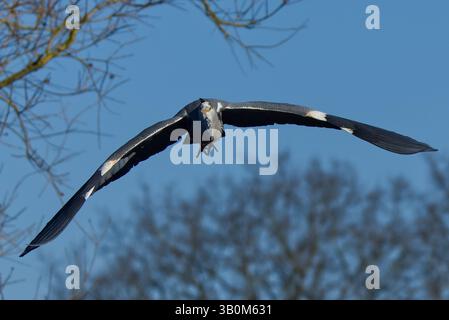 Héron cendré (Ardea cinerea) en vol Banque D'Images