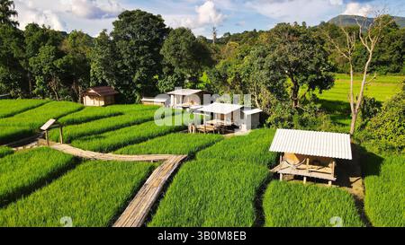 De vastes rizières s'étendent à travers le paysage, parsemées de cabanes rustiques sous un ciel lumineux à Chiang mai Thaïlande, cabane en bambou en bois dans le champ de riz Banque D'Images