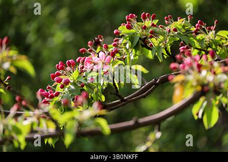 Fleur de pomme dans le jardin de printemps sur fond de ciel bleu. Fleurs roses et bourgeons rouges sur une branche Banque D'Images