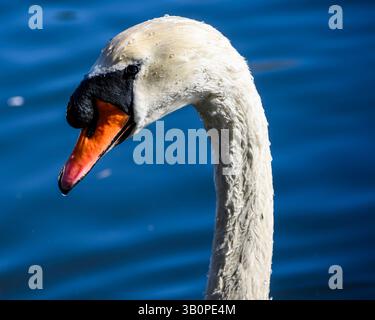 Un cygne majestueux glisse élégamment à travers une eau bleu clair, ses plumes scintillant à la lumière du soleil. Le cadre serein met en valeur la beauté de la nature sur un Banque D'Images