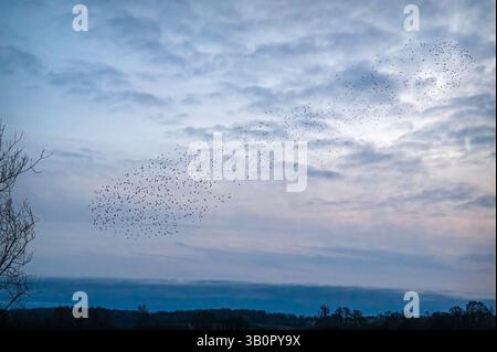 Une murmure étourdissante au-dessus de la réserve naturelle du RSPB Ham Wall, Ashcott, Somerset, Angleterre, Royaume-Uni. Banque D'Images