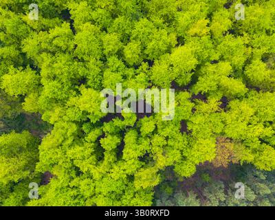 Vue aérienne d'une forêt luxuriante verdoyante, mettant en valeur le feuillage vibrant et la beauté naturelle d'en haut. Banque D'Images