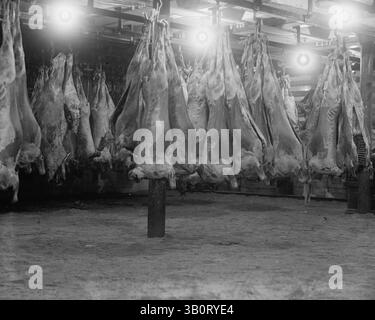 6 juin 1923 - É.-U. - abattoir avec des corps de bœuf suspendus dans le congélateur. (Crédit image : © BuyEnlarge/ZUMAPRESS.com) Banque D'Images