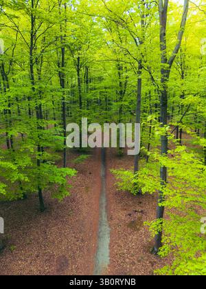 Vue aérienne d'une forêt luxuriante verdoyante, mettant en valeur le feuillage vibrant et la beauté naturelle d'en haut. Banque D'Images