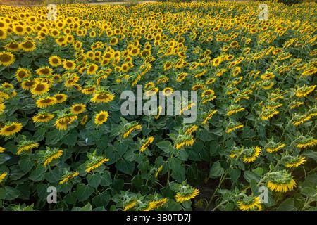 lumière golden hour sur un champ de tournesols vue drone aérien, concept d'agriculture de fond Banque D'Images