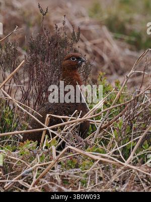 Tétras rouges dans les landes où ils peuvent facilement disparaître dans la végétation. Banque D'Images