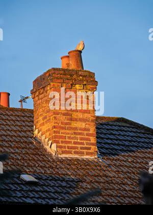 Une cheminée en brique avec un oiseau assis sur le dessus. La cheminée est sur un toit. L'oiseau est blanc Banque D'Images