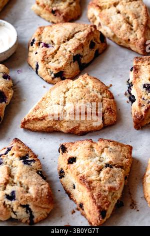 Scones de myrtille fraîchement cuits sur papier parchemin. Banque D'Images