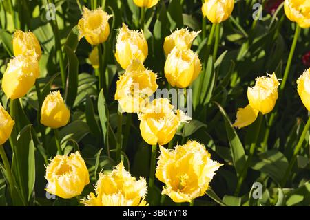 Gros plan de tulipes jaunes éclatantes à franges qui fleurissent dans un parterre de fleurs ensoleillé à Keukenhof Gardens, aux pays-Bas, mettant en valeur leurs pétales texturés. Banque D'Images