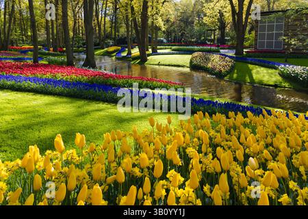 Célèbre « rivière aux fleurs » dans les jardins de Keukenhof, avec Muscari bleu qui coule entre les berges de tulipes rouges et jaunes le long d'un ruisseau et d'arbres. Banque D'Images