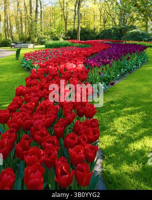 Un chemin sinueux créé avec des tulipes rouges et violettes vives coupe une pelouse verte luxuriante, entourée d'arbres dans les jardins de Keukenhof, aux pays-Bas Banque D'Images