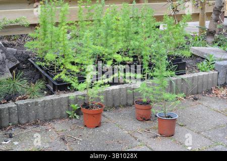 Semis de mélèze (Larix) dans de petits contenants Banque D'Images