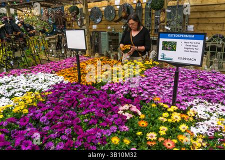 Femme regardant une exposition d'Osteospermums dans un jardin. Banque D'Images