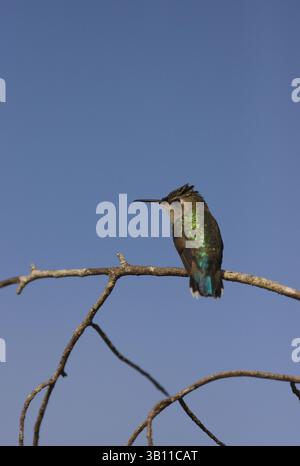 17 janvier 2008 - ABEILLE femelle COLIBRI (Mellisuga helenae). Les colibris d'abeille sont les plus petits oiseaux du monde. Marais de Zapata. Cuba (crédit image : © Lee Dalton/Evolve/Photoshot/ZUMAPRESS.com) Banque D'Images