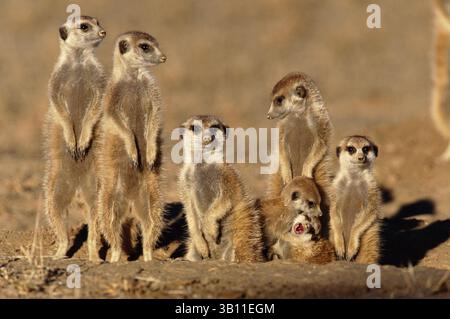 19 novembre 2008 - SURICATES ou SURICATES se prélassant au terrier le matin froid. Suricata suricatta. Kalahari. Parc national de Gemsbok. Afrique du Sud. (Crédit image : © Nigel J Dennis/Evolve/Photoshot/ZUMAPRESS.com) Banque D'Images