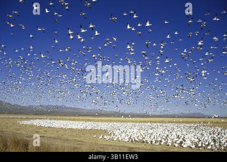 Jan. 06, 2009 - OIE DES NEIGES énorme troupeau en vol sur la migration. Anser caerulescens. Réserve nationale de faune de Bosque del Apache. Nouveau Mexique. États-Unis (crédit image : © Bill Coster/Evolve/Photoshot/ZUMAPRESS.com) Banque D'Images