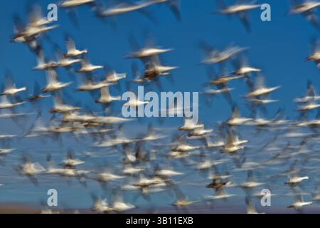 06 janvier 2009 - LES OIES DES NEIGES (Anser caerulescens) décollent en énorme troupeau. Bosque del Apache. Nouveau Mexique. ÉTATS-UNIS. (Crédit image : © Andy Rouse/Evolve/Photoshot/ZUMAPRESS.com) Banque D'Images