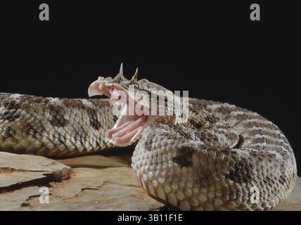 06 janvier 2009 - bouche de VIPER CORNÉE ouverte prête à frapper. Cerastes cereastes. Sahara. (Crédit image : © Daniel Heuclin/Evolve/Photoshot/ZUMAPRESS.com) Banque D'Images