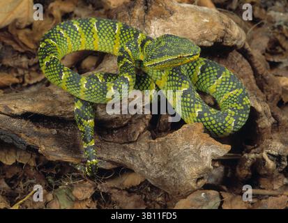 06 JANVIER 2009 - WAGLER'S PALM VIPER. Trimeresurus wagleri. Asie du Sud-est. (Crédit image : © James Carmichael Jr/Evolve/Photoshot/ZUMAPRESS.com) Banque D'Images