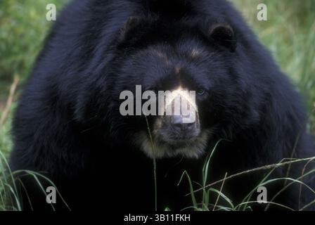 06 janvier 2009 - détail de visage D'OURS SPECTACULAIRES en captivité. Tremarctos ornatus. Réserve naturelle de la Planada. Colombie. Amérique du Sud. (Crédit image : © Kevin Schafer/Evolve/Photoshot/ZUMAPRESS.com) Banque D'Images