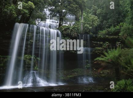 06 janvier 2009 - RUSSELL TOMBE dans la forêt tropicale tempérée. Parc national de Mount Field. Tasmanie. Australie. (Crédit image : © Kevin Schafer/Evolve/Photoshot/ZUMAPRESS.com) Banque D'Images