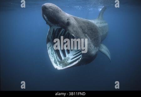 06 janvier 2009 - REQUIN PÈLERIN. Cetorhinus maximus. Hors Penzance. Cornwall. (Crédit image : © Linda Pitkin/Evolve/Photoshot/ZUMAPRESS.com) Banque D'Images