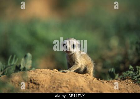 06 janvier 2009 - SURICATE ou SURICATE jeune. Suricata suricatta. Parc national Addo Elephant. Afrique du Sud. (Crédit image : © Mark Bowler/Evolve/Photoshot/ZUMAPRESS.com) Banque D'Images